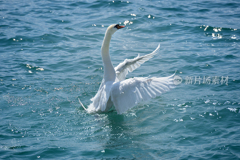 天鹅在日内瓦湖上展翅飞翔