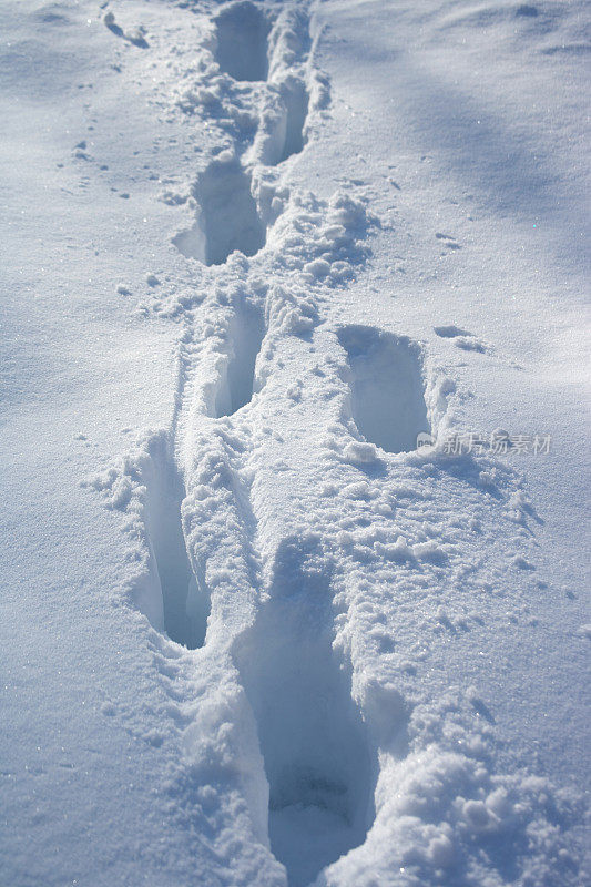 雪地上有脚印