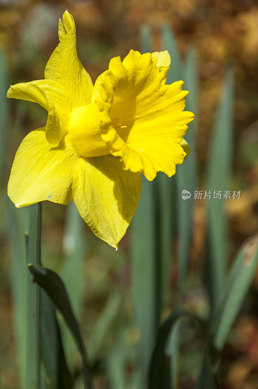 水仙花