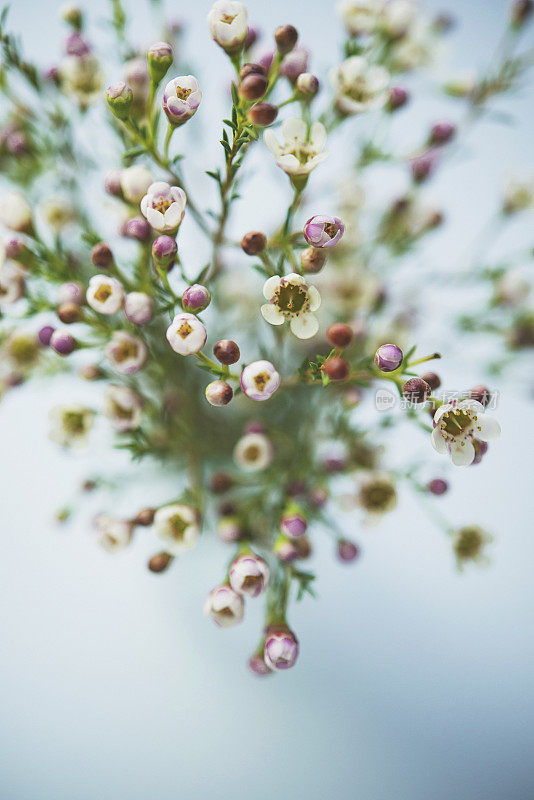 精致美丽的新鲜蜡花花瓶在蓝色的背景