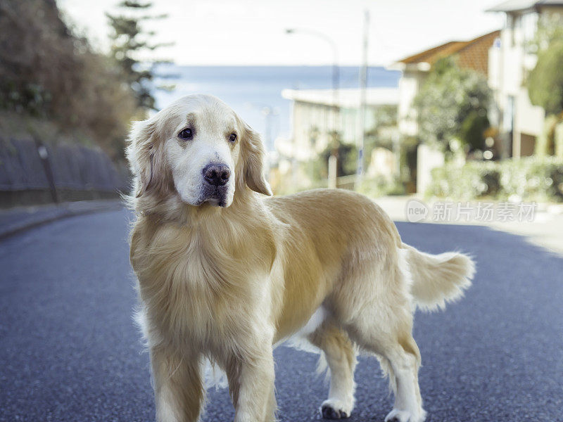 金毛猎犬