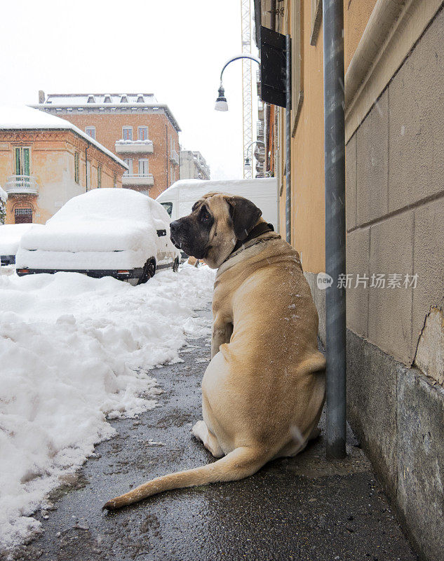 一只英国獒犬在积雪覆盖的城市的一根柱子旁等待