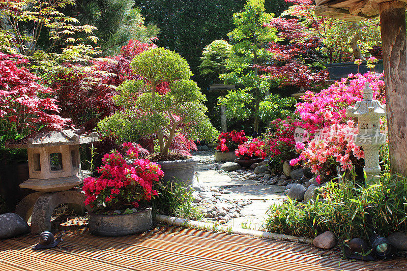 美丽的日本花园，杜鹃花，灯笼，盆景，踏脚石，装饰