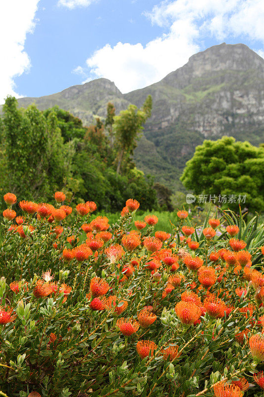 Kirstenbosch国家植物园