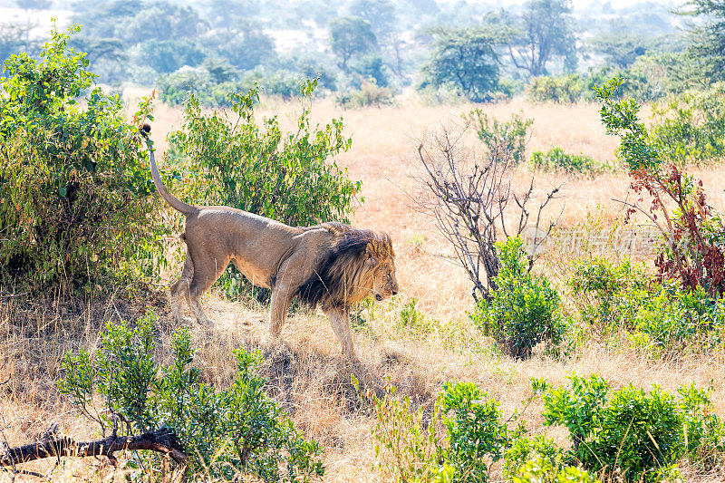 狮子在野外-准备狩猎