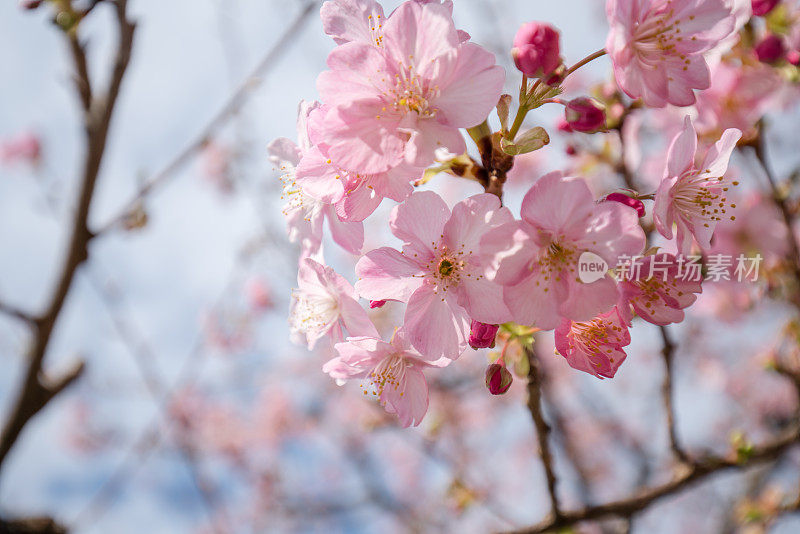 樱花樱花