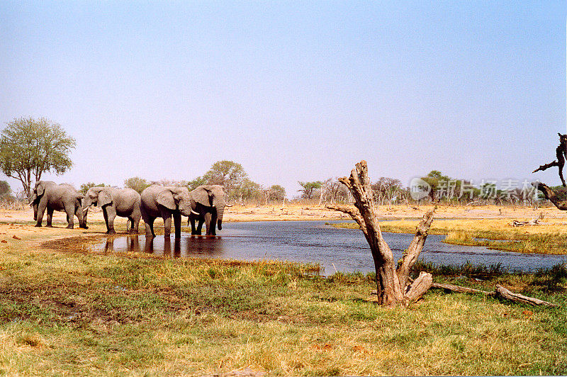 博茨瓦纳野生动物园:水坑里的大象群