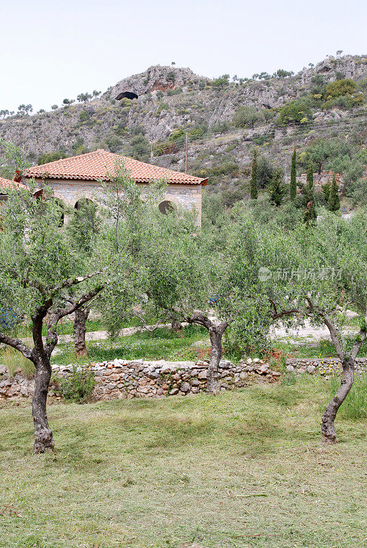 农舍和橄榄树