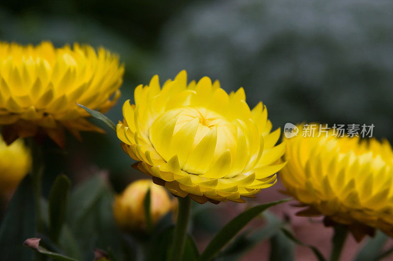 黄色Strawflower