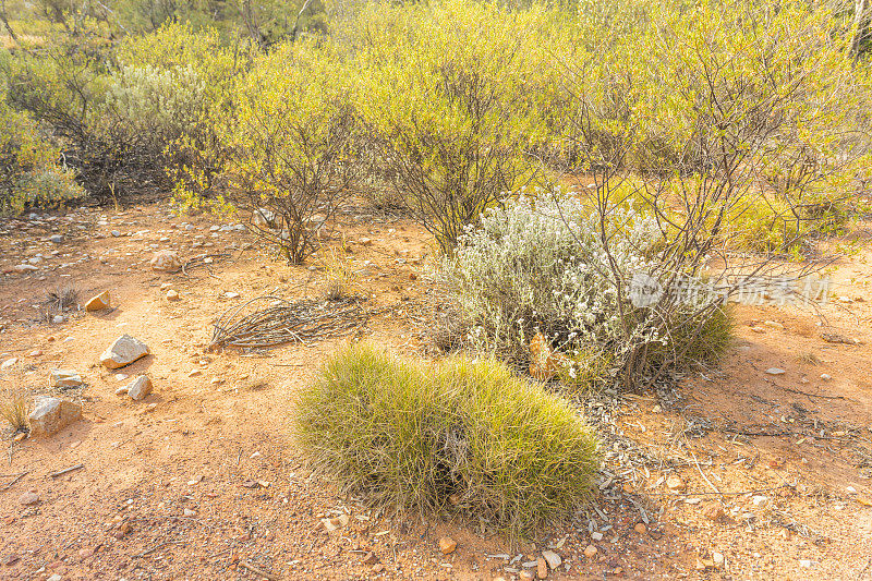 在澳大利亚北领地赭石坑的Spinifex