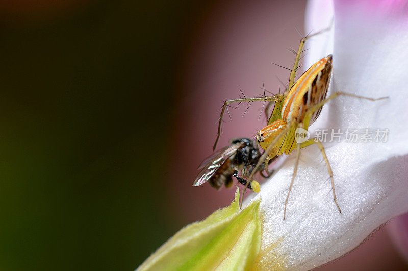 蜘蛛吃花上的苍蝇