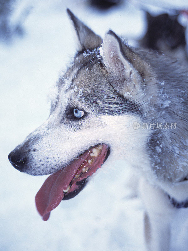 西伯利亚雪橇犬