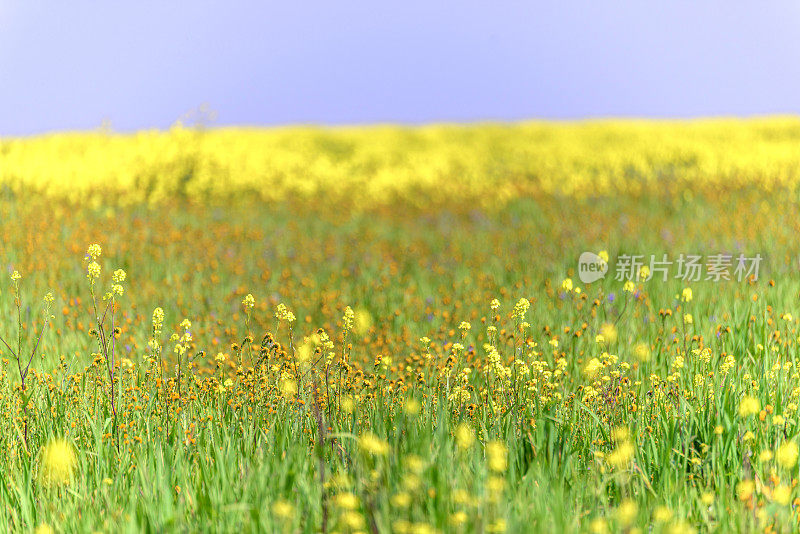 春天开花