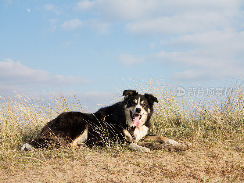 友好的边境牧羊犬在沙丘草地上