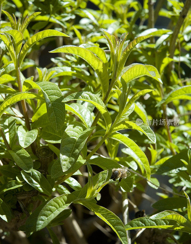 柠檬香马鞭草树上的蜜蜂