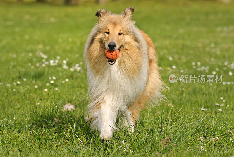 牧羊犬和球