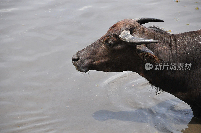 东帝汶，贝拉卡:水牛