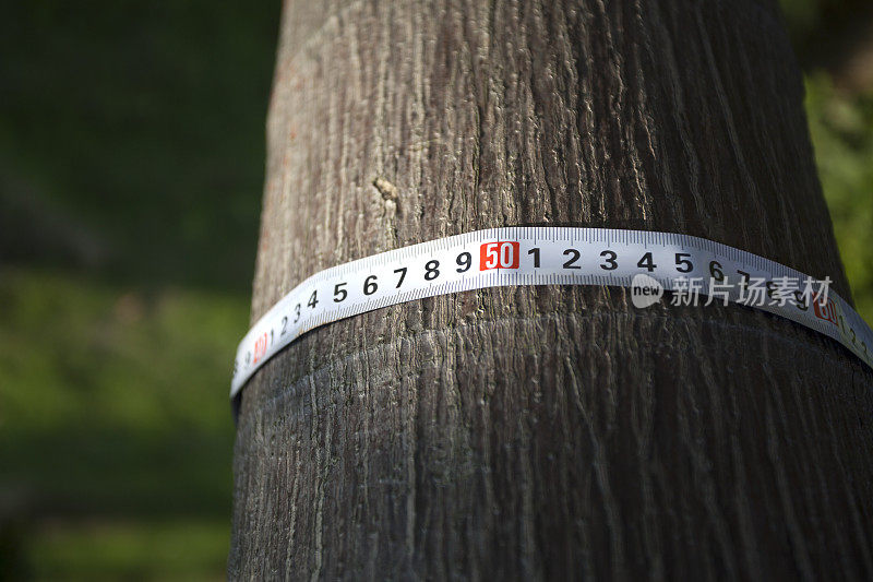 用卷尺测量树干