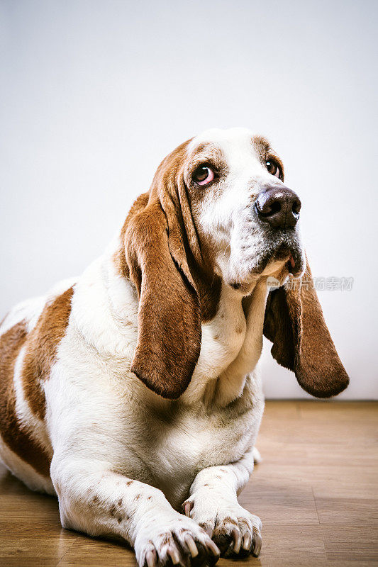 可爱的巴塞特猎犬