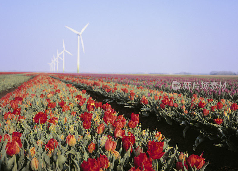 红色郁金香的田野