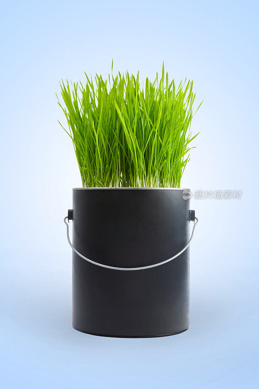 草生长在一个黑色塑料油漆罐