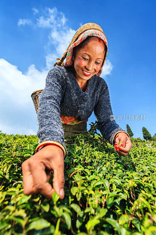 印度大吉岭，印度采摘者在采摘茶叶