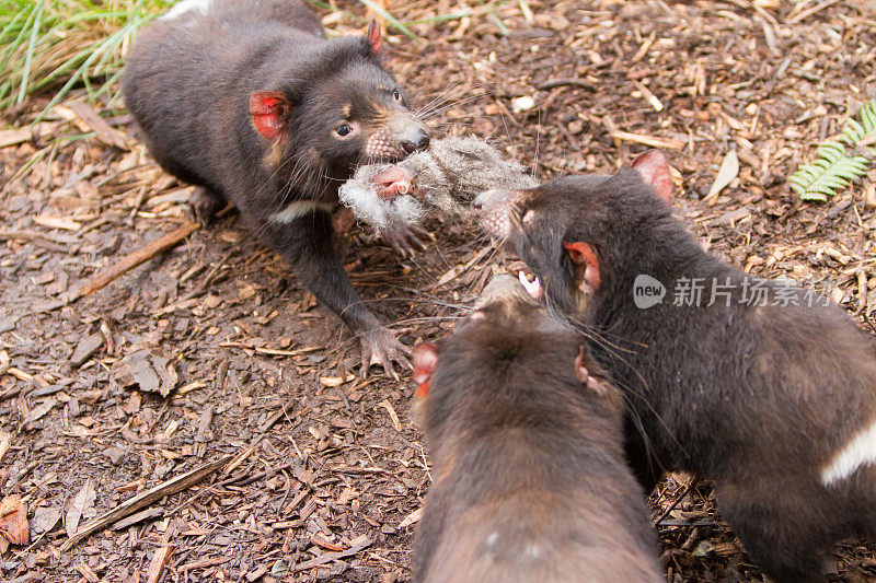 三只袋獾正在进食