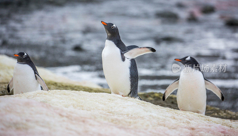 南极洲:达莫角的巴布亚企鹅