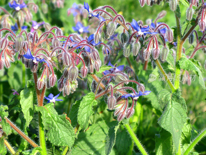 紫花植物野外特写