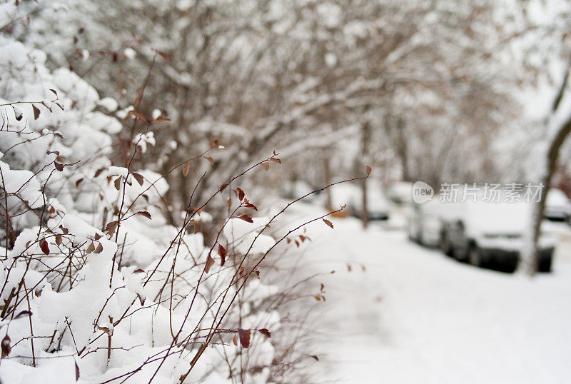 雪在明尼阿波利斯