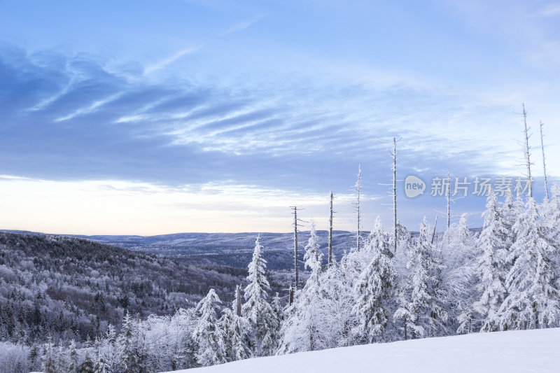 白雪覆盖的松树