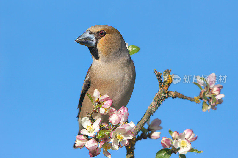 小树枝上的Hawfinch