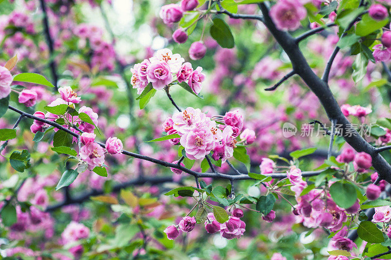 苹果花