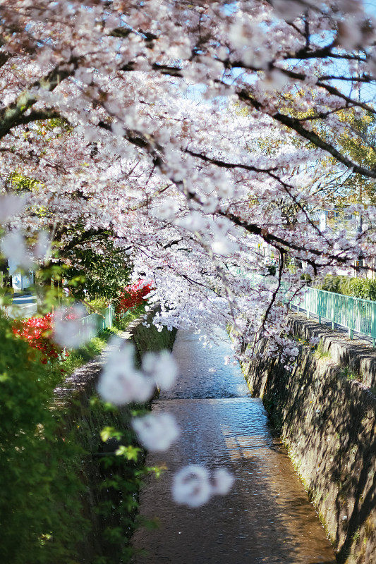 京都的樱花