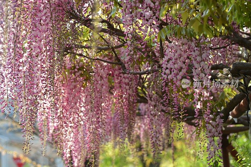 日本紫藤花