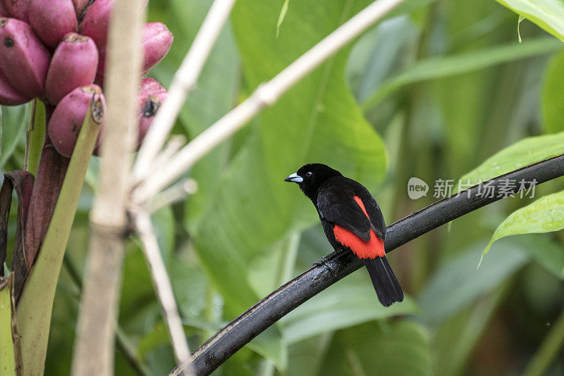 Passerini的tanager