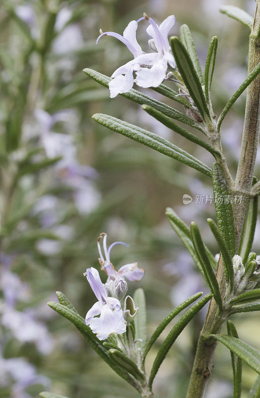 迷迭香(迷迭香属officinalis)