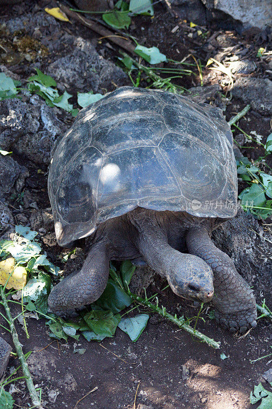 加拉帕戈斯tortoise