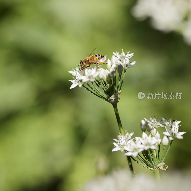 蜜蜂在大蒜韭菜花上工作