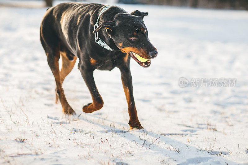 杜宾猎犬在雪地里找球