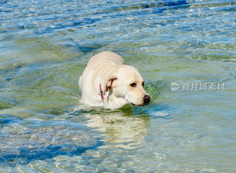 狗在夏威夷