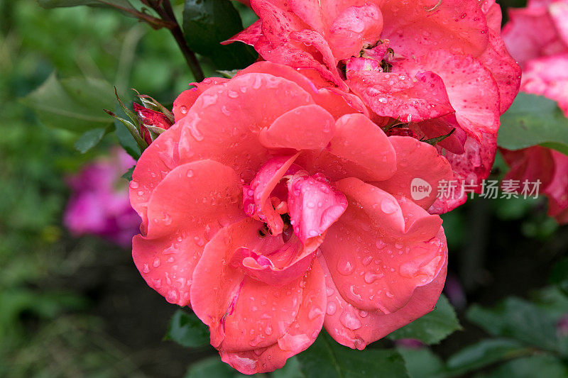 粉红色的玫瑰花被雨滴覆盖着