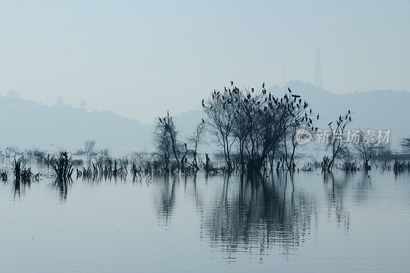 清晨湖面上树木和鸟儿的剪影