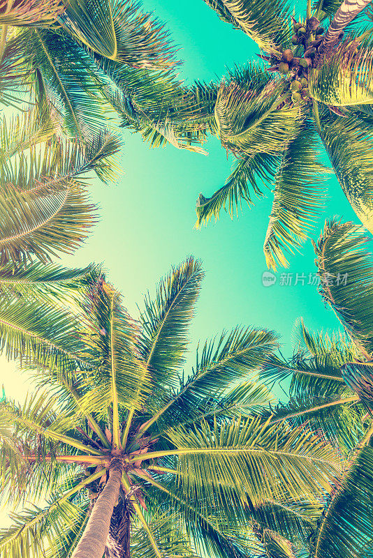 蓝天和棕榈树从下面看