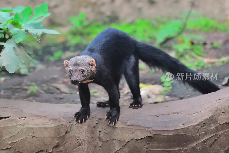 罕见animal-Tayra