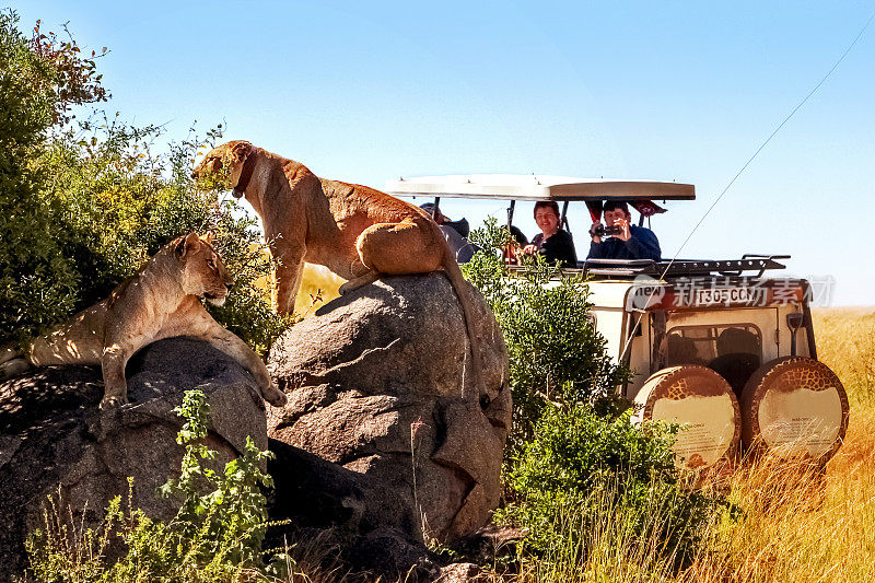 非洲，坦桑尼亚，塞伦盖蒂国家公园——2016年3月:吉普车游客在拍摄骄傲的狮子。
