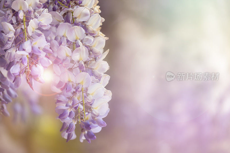 紫藤在阳光下开花