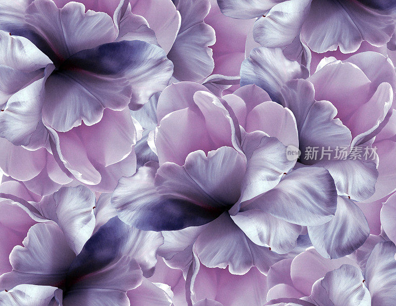 花粉紫罗兰蓝色背景。紫白色大花瓣开郁金香。植物的拼贴画。花组成。大自然。