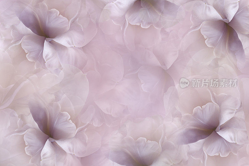 花粉红紫罗兰背景。紫白色大花瓣开郁金香。植物的拼贴画。花组成。大自然。