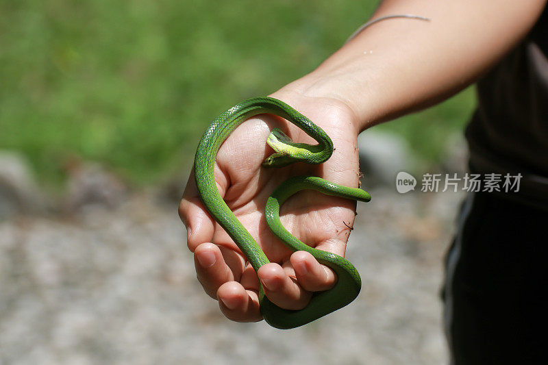 红尾绿鼠蛇